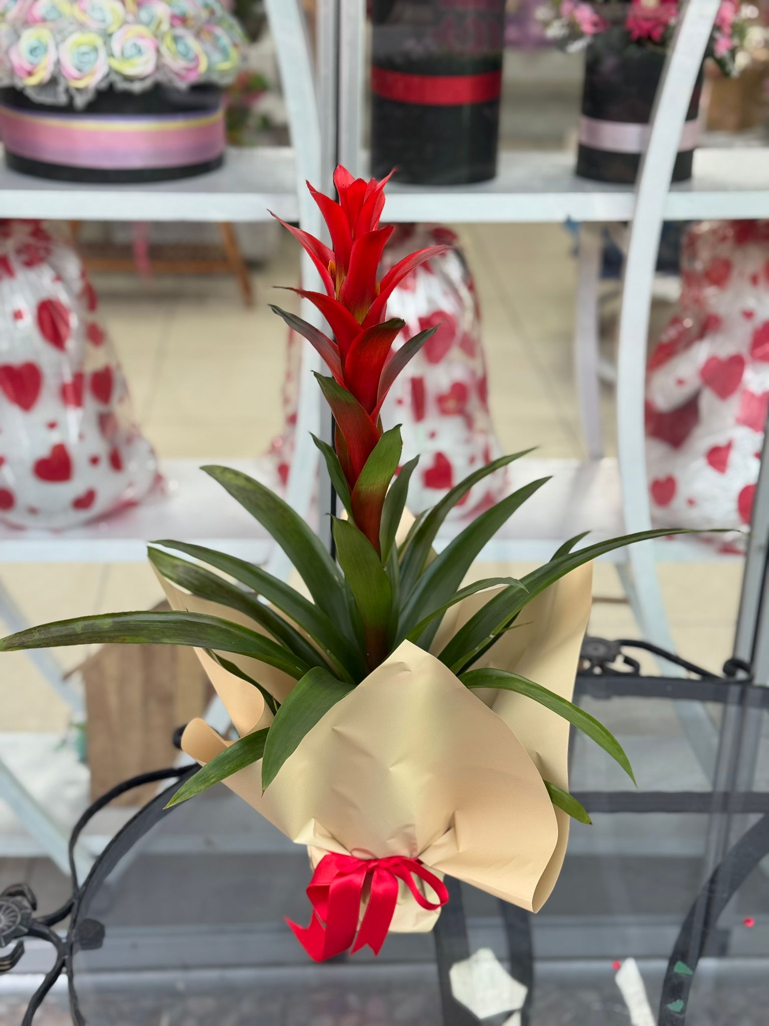 Guzmanya Saksı Çiceği