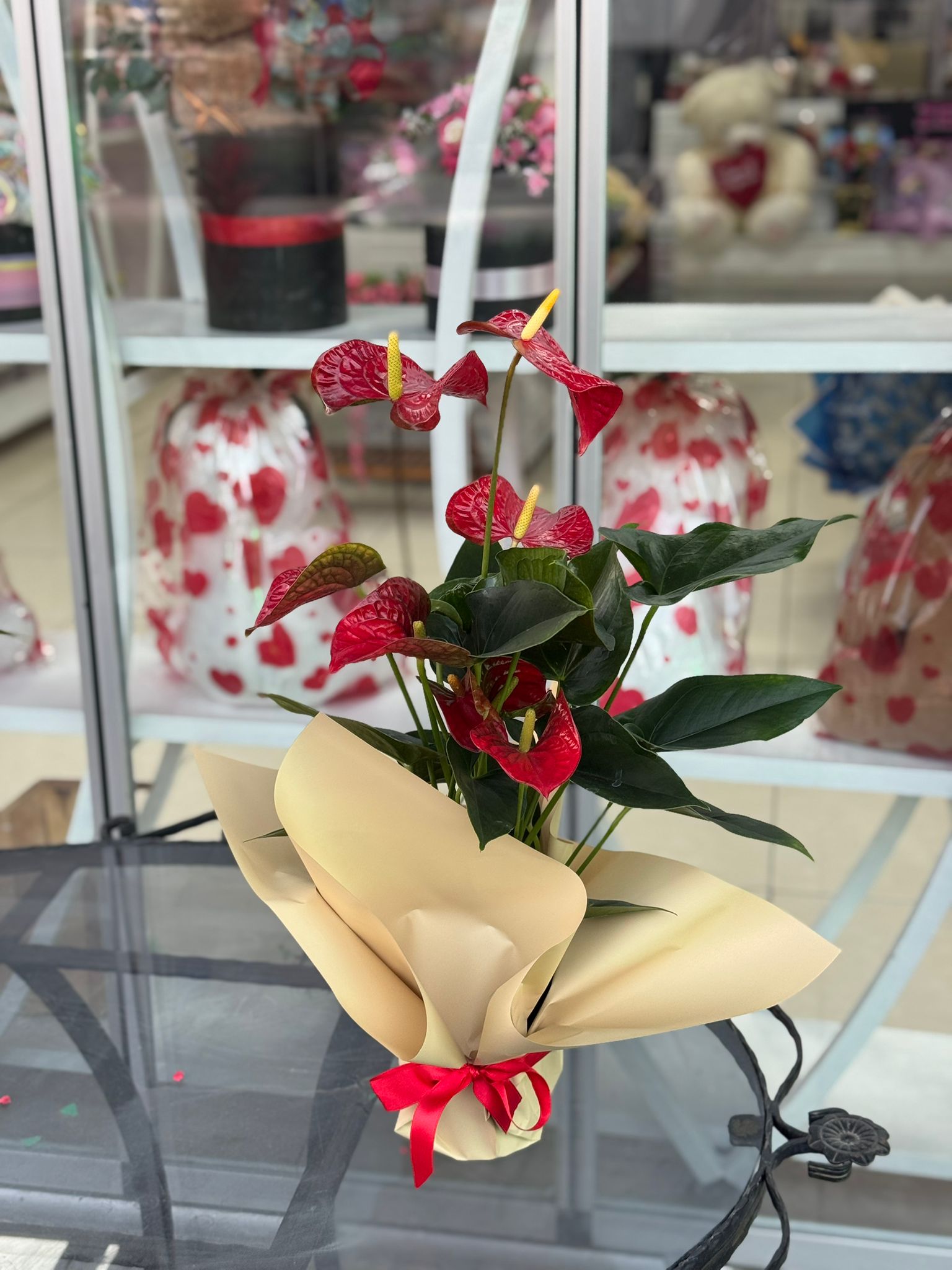 Anatoryum Saksı Çiçeği