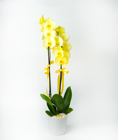 Sarı Orkide Çiçeği